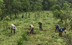 Gia Lai: Có nơi trồng rừng tỉ lệ cây chết lên tới 90%