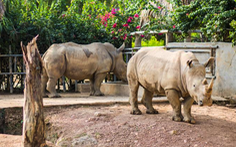 Sáu con tê giác chết bất thường trong khu sinh thái