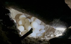 Xem rùa đẻ trứng trên đảo Hòn Cau: 'Mạnh như rùa mẹ!'
