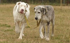 Tình bạn chú chó mù gây xúc động cộng đồng mạng