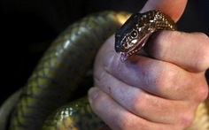 Những loài rắn nguy hiểm nhất thế giới