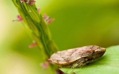 "Huy chương vàng Olympic" dành cho động thực vật