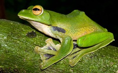 Phát hiện loài "ếch bay" mới tại Việt Nam