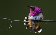 Ngắm chim ruồi - "mỹ nhân" trong thế giới loài chim