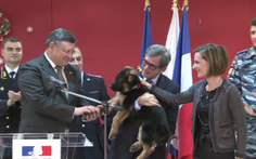 Video chú chó Nga thay thế "người hùng 4 chân" của Pháp