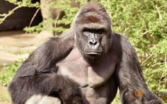 ​Tranh cãi quanh việc giết gorilla để cứu sống em bé