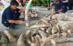 Việt Nam là điểm trung chuyển của đường dây buôn lậu ngà voi