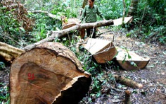 ​Khởi tố vụ án đốn hạ 13 cây dổi trong rừng phòng hộ