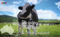 Giấc mơ sữa Việt trên VTV