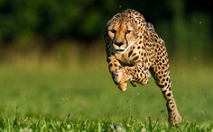 Loài chạy nhanh nhất thế giới đối mặt nguy cơ tuyệt chủng