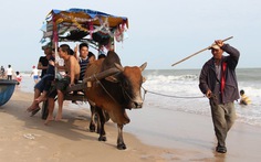 Xem clip du khách đi xe bò ngắm biển dịp Tết