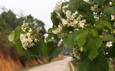 Bình Liêu tháng 4 - mùa hoa trẩu