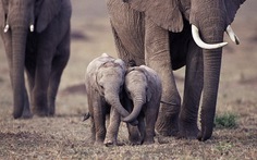 'Tan chảy' với những chú voi con cực dễ thương