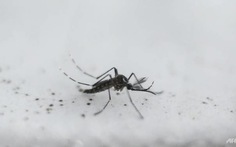 ​Anh: Nghiên cứu dùng virút Zika trị tế bào u não