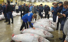 Xem đấu giá cá ngừ ở Tokyo