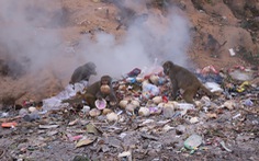 Khi khỉ Sơn Trà ăn rác