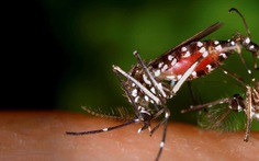 Triệt sản muỗi đực, xóa sổ bền vững sốt xuất huyết?