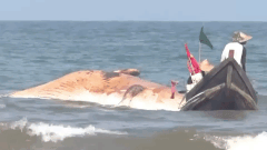 Video: Phát hiện xác cá voi khoảng 10 tấn trôi dạt vào bờ biển Hà Tĩnh
