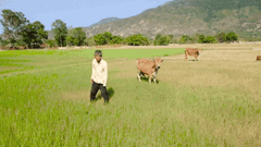 Video: Ninh Thuận cắt lúa mới trổ bông cho bò ăn vì... thiếu nước