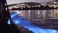 Video: Hiện tượng hiếm gặp, bãi biển rực sáng trong đêm