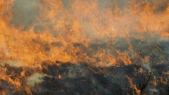 Chuyện thật như đùa: Rùa vàng 'giải cứu' 350 loài vật khác khỏi trận cháy rừng