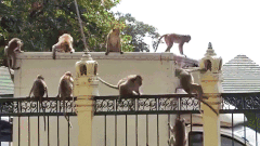 Video: Đàn khỉ hoang trộm mắt kính, ‘đè đầu cưỡi cổ’ du khách