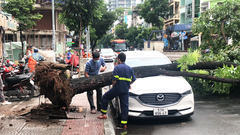 Video: Mưa dông quật ngã cây xanh 10m, đè xe hơi đậu trên đường Ký Con ở quận 1