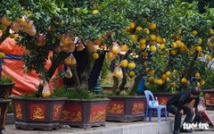 Đào hoa đã ngập phố Hà Nội, 10 người bán 1 người mua