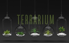 Đem thiên nhiên vào hộp Terrarium