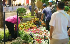 Đường hoa Nguyễn Huệ được dọn trong đêm, hoa còn đẹp đưa về các công viên