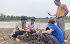Kiếm tiền tỉ nhờ mày mò ương nuôi rươi giống thành công