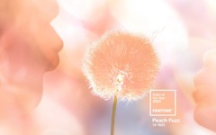 Peach Fuzz được Viện Pantone chọn là màu sắc của năm