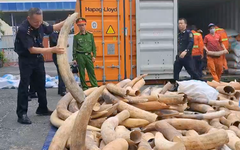 Video: Cận cảnh 7 tấn ngà voi châu Phi vừa bị bắt giữ tại cảng Hải Phòng