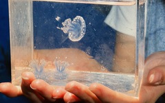 Tập nuôi sứa - những "vũ công của đại dương"