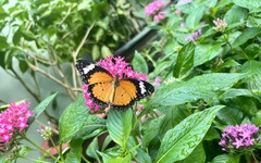 Ngàn bướm sặc sỡ trong Vườn bướm Thảo Cầm Viên Sài Gòn