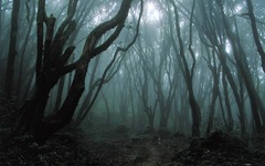 Khu rừng đáng sợ nhất thế giới, nơi mọi thứ bước vào đều biến mất