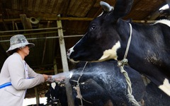 Đã có trang trại bò sữa Việt Nam cho lượng sữa bằng bò nuôi tại Mỹ