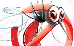 Muỗi vằn: 'Máy bay địch' chuyên đánh lén con người