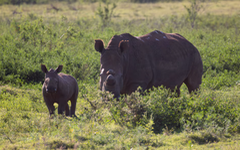 Cắt sừng tê giác chống được săn trộm, nhưng khiến chúng rơi vào 'bẫy sinh thái'?
