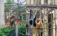 'Drama tình ái' ở Sở thú: Đôi khỉ xám sinh ra khỉ con lông vàng