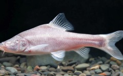 Phát hiện mới lạ ở Trung Quốc: Một loài cá mù sống trong sông ngầm, chỉ vỏn vẹn 25 con