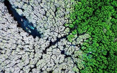 Rừng ngập mặn Việt Nam gây ấn tượng trong cuộc thi Ảnh Trái đất 2024