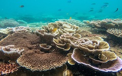 Giữ rừng san hô Côn Đảo