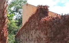 Chuyện gì đang xảy ra ở Lạng Sơn: Châu chấu phủ kín tường, ăn trụi lá cây
