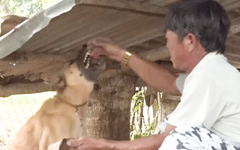 Một con chó dại thả rông qua 2 xã một thị trấn, cắn 4 người ở Bình Phước