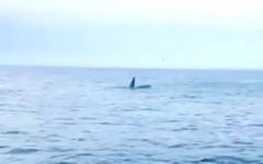Cá voi xuất hiện ở biển Quy Nhơn