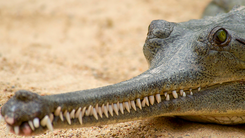 Cá sấu Ấn Độ - loài cá sấu có ngoại hình kì dị nhất thế giới