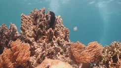 Thú vị ngắm san hô bằng thuyền thúng đáy kính