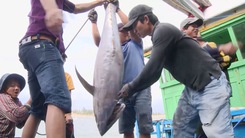 Ngư dân Phú Yên trúng đậm cá ngừ đại dương chuyến đi biển đầu năm