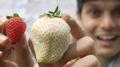 Những quả dâu tây trắng siêu đắt của Nhật Bản